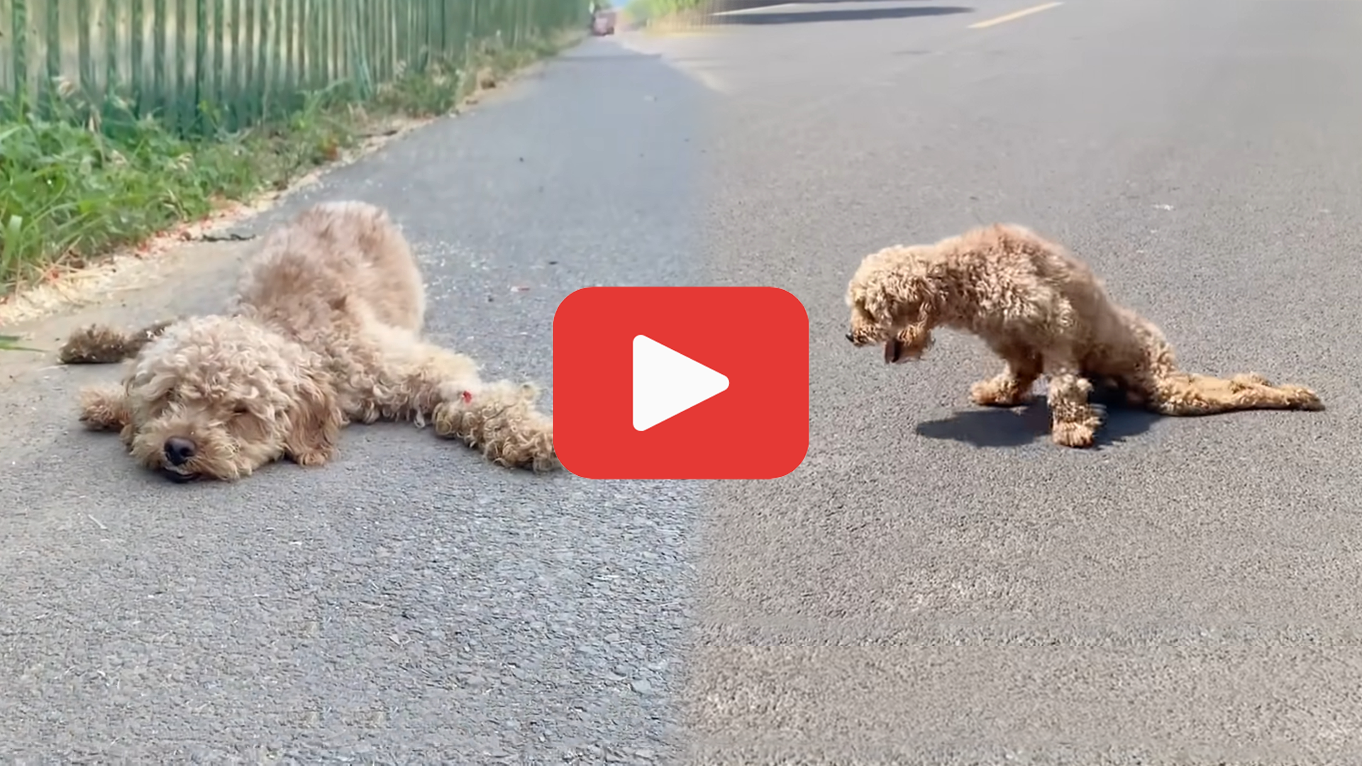 'Video thumbnail for Helpless and Paralyzed—A Dog’s Journey to Hope on a Hot Road'