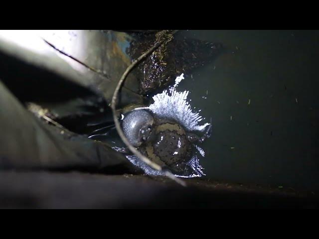 Video thumbnail for All frog crie underwater in rain