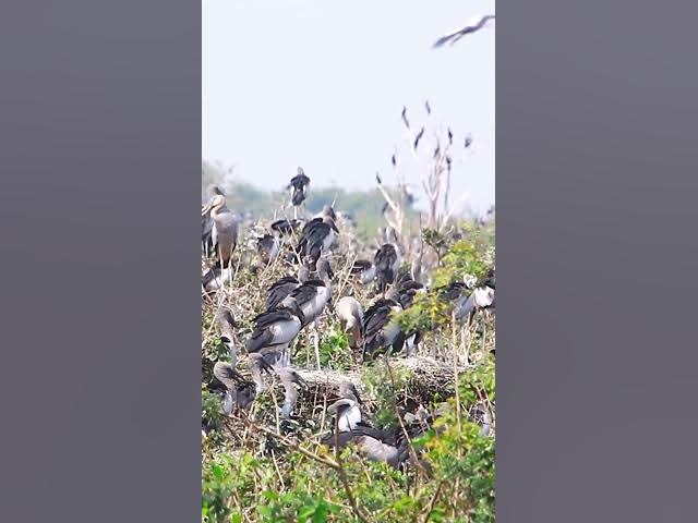 Video thumbnail for Wild bird & Nest a lot birs EP 25 #birds #nestbird #birdalot #birdfeed #birdeat