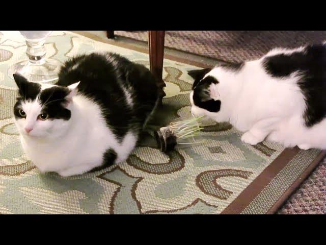 'Video thumbnail for Cat grass: the movie (0:43)'