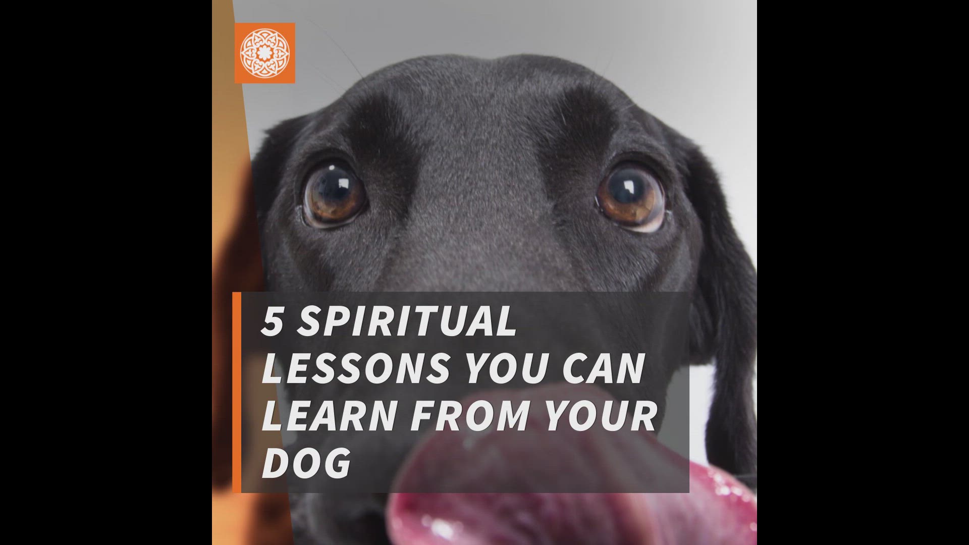 'Video thumbnail for 5 Spiritual Lessons You Can Learn From Your Dog'