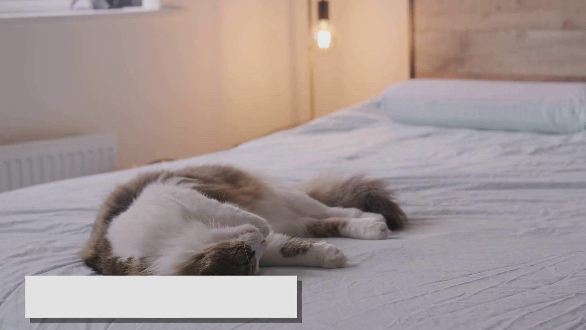 Video thumbnail for Creating a Safe Haven for Your Beloved Ragdoll: A Comprehensive Guide