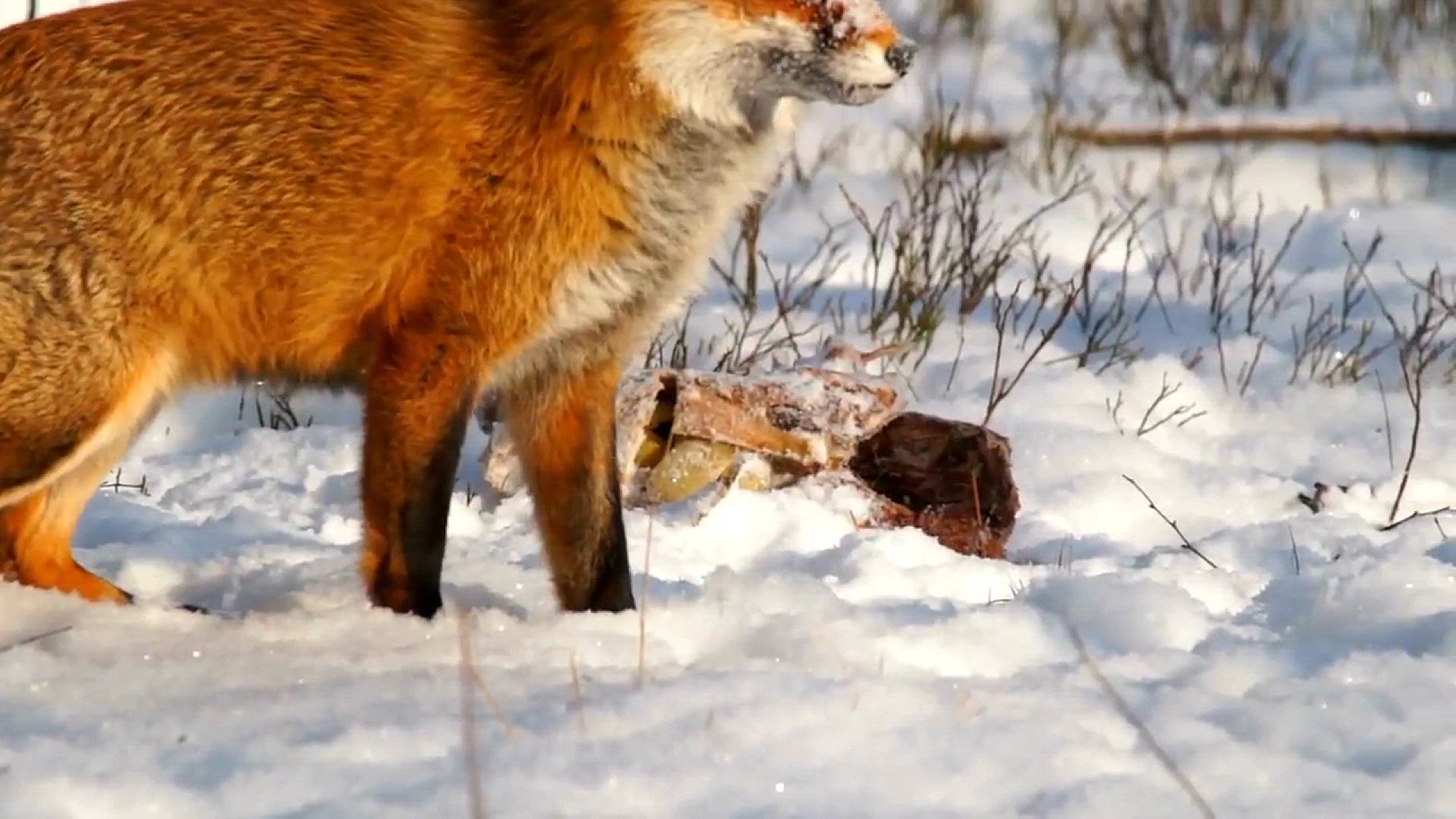 Red Fox - Description, Habitat, Image, Diet, and Interesting Facts