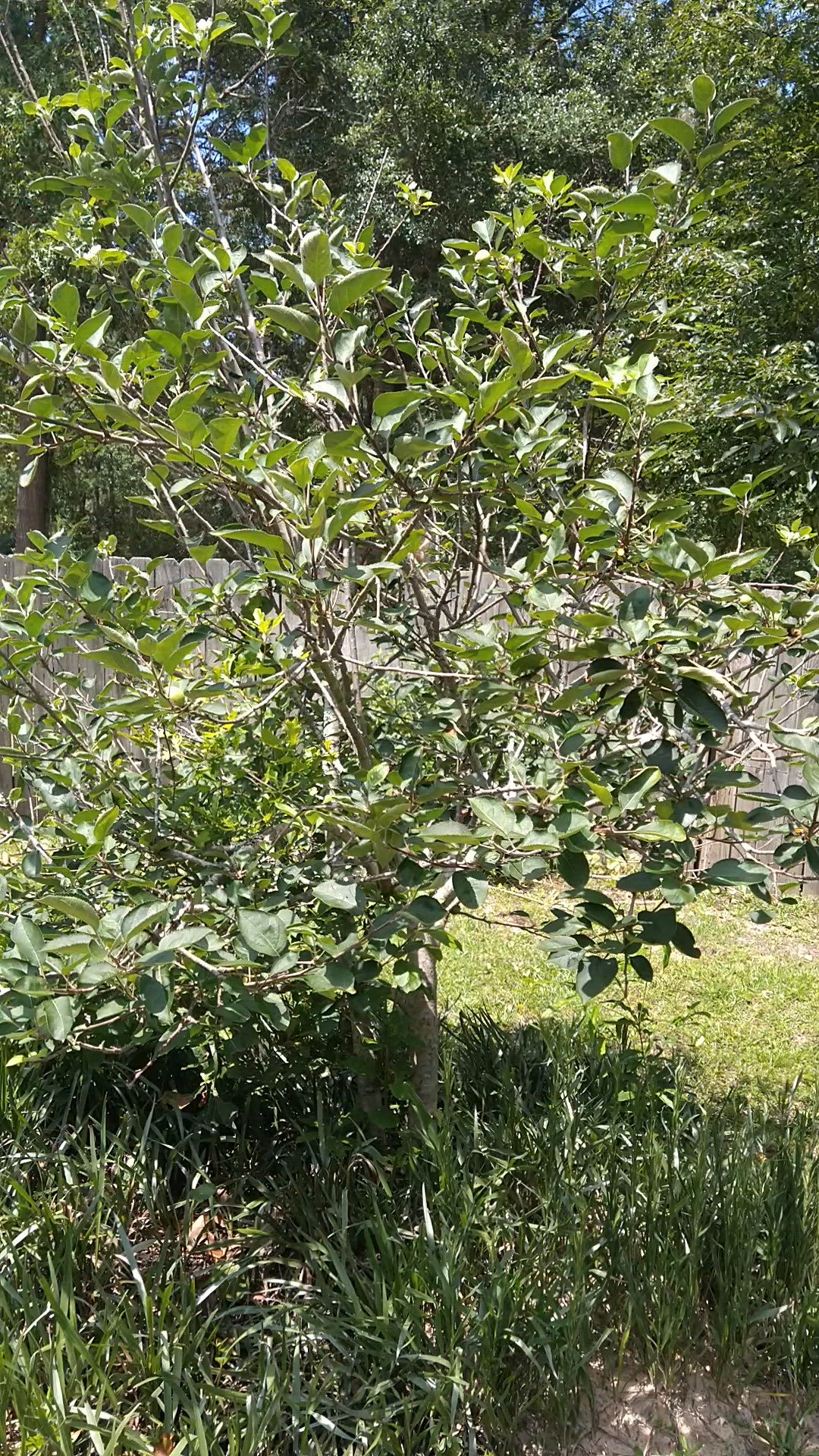 'Video thumbnail for anothertree'