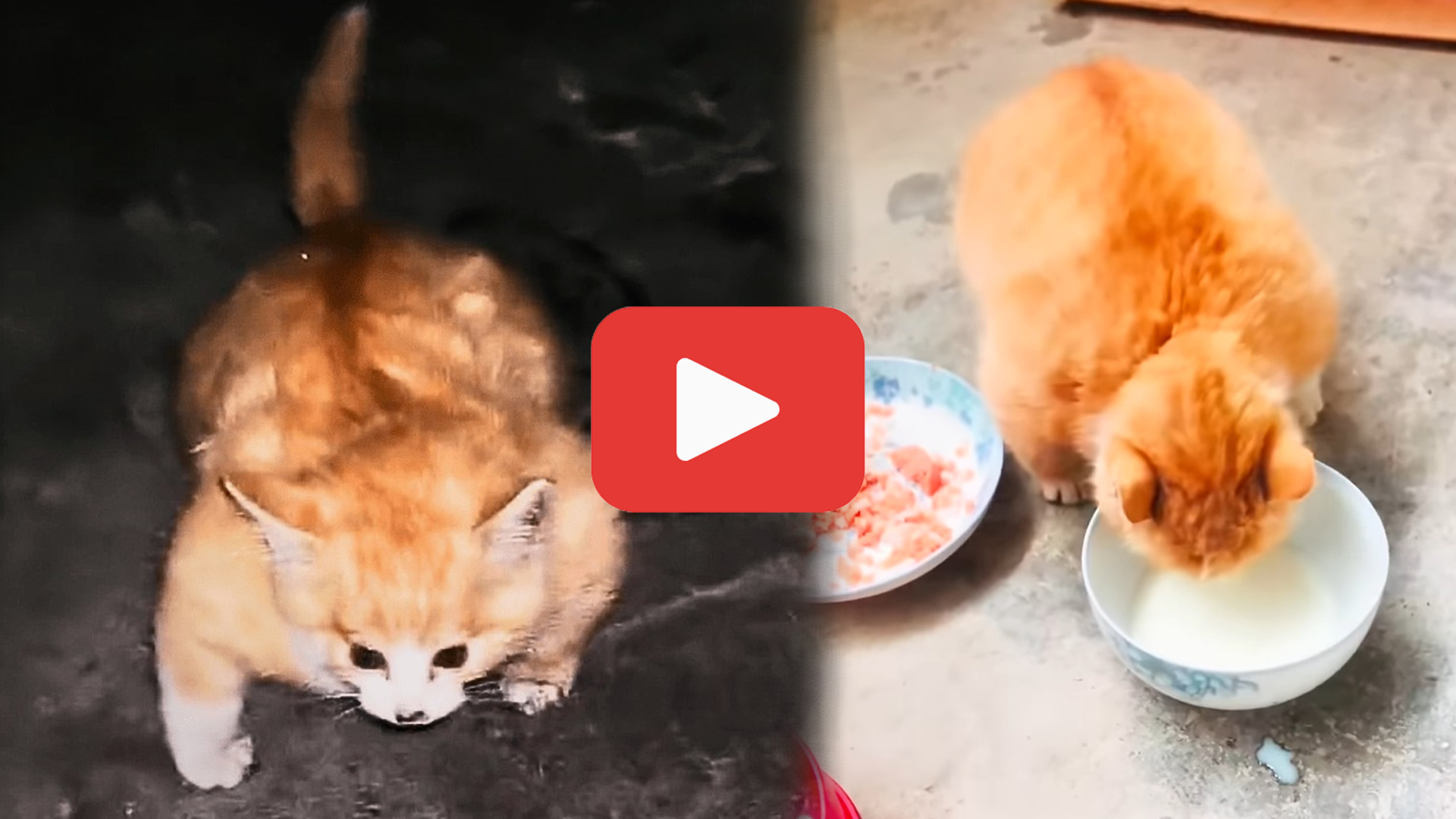 'Video thumbnail for A Cat’s ‘Bodybuilder’ Look Was Hiding a Frightening Secret'