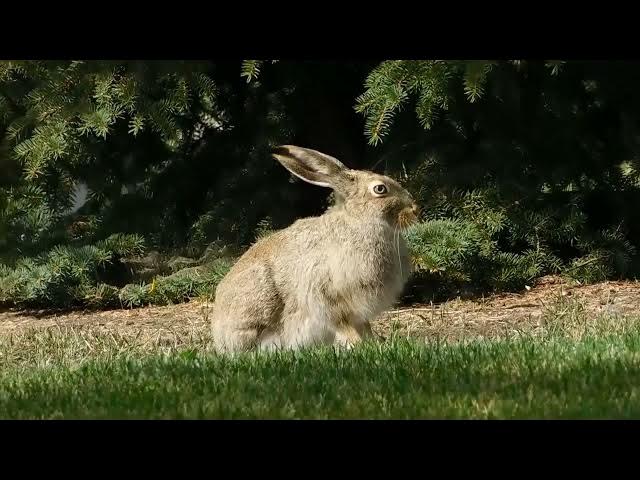 'Video thumbnail for Rabbit Digestion: Not Your Average Stomach'