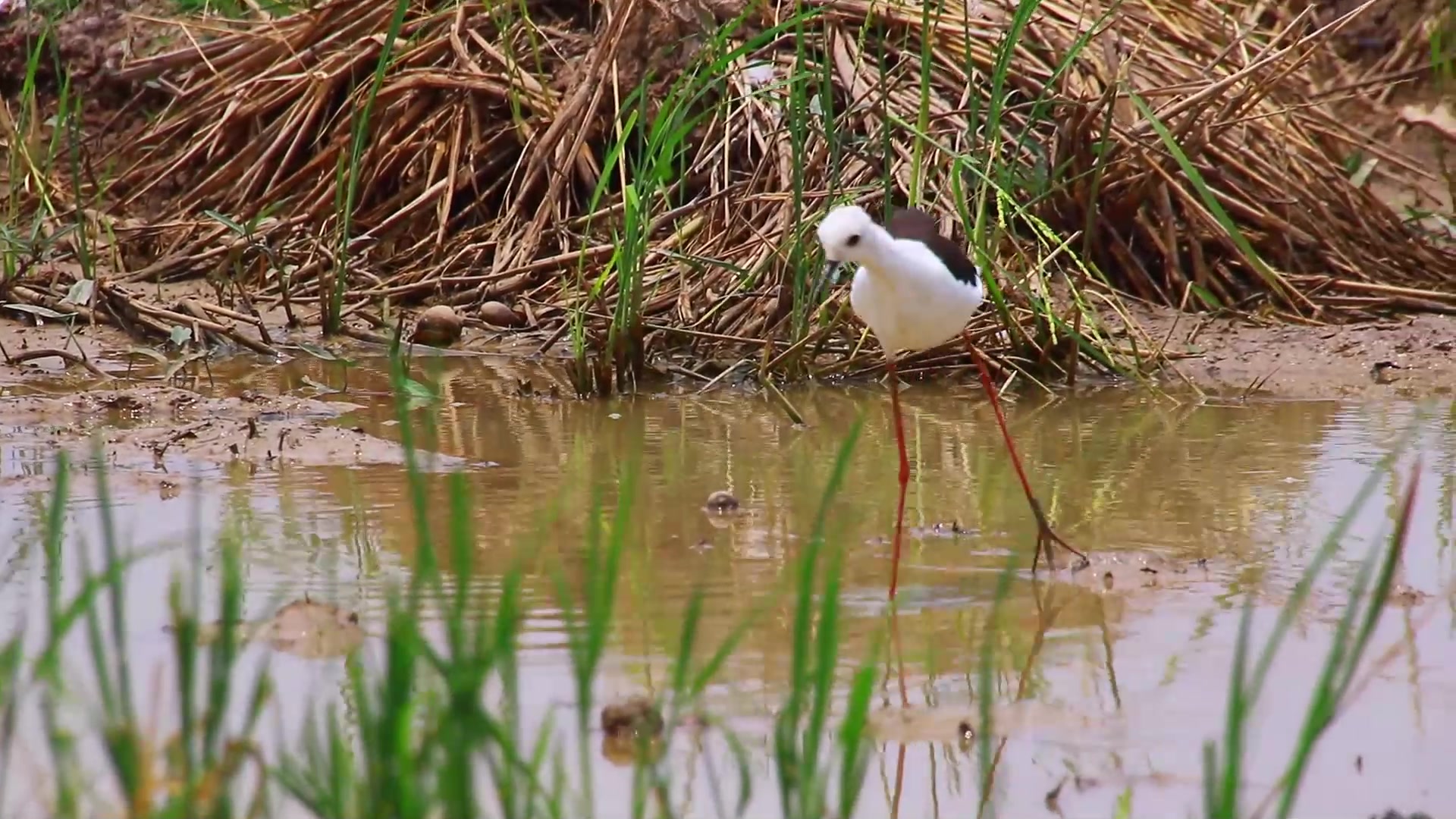 'Video thumbnail for Morning in lake wild of small bird find food eat'