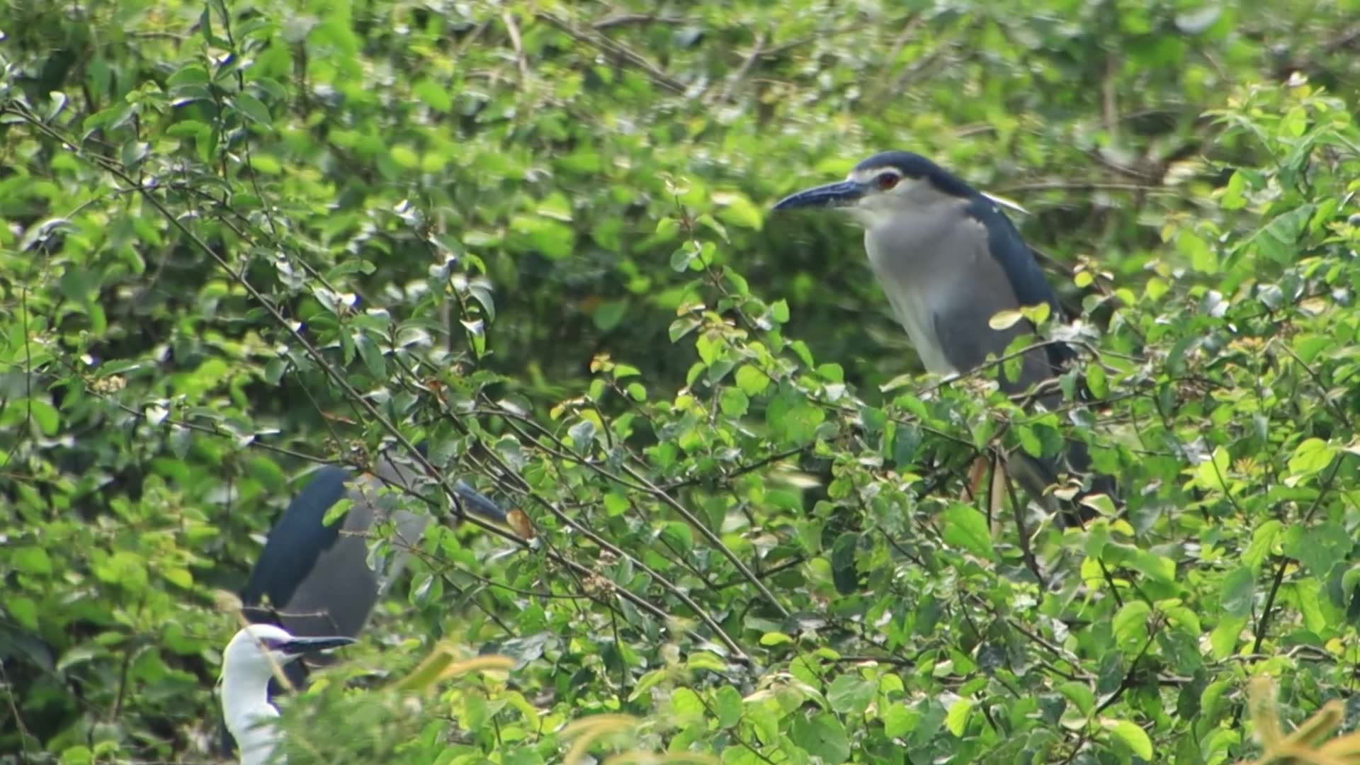 Video thumbnail for Male bird waiting or protect nest