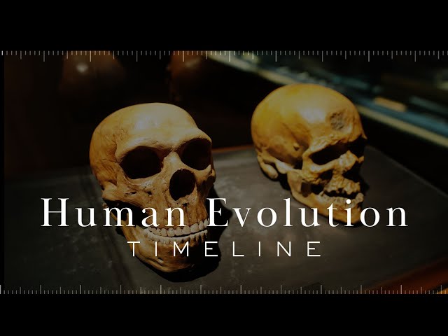 Video thumbnail for Human Evolution Timeline