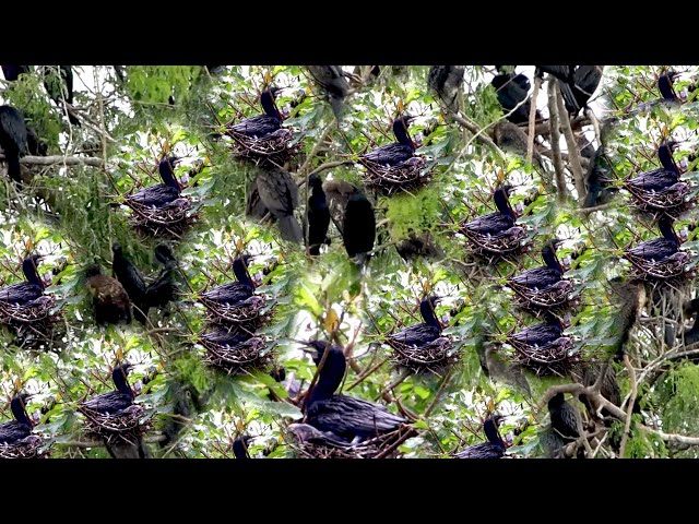 Video thumbnail for ការពារទឹកដីវា មេសត្វក្អែកទឹកការពារ សំបុកវា និង កូនវា