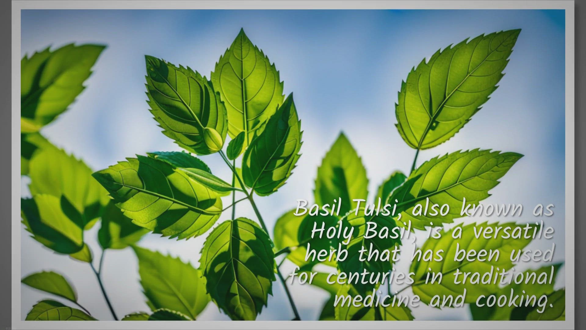Video thumbnail for The Versatile Herb: Exploring the Main Benefits of Basil Tulsi for Health, Cooking, and Gardening