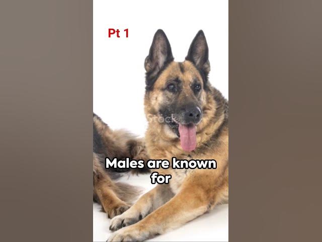 Video thumbnail for 10 differences between a male German Shepherd and a female German Shepherd (Pt 1)  #germanshepherd