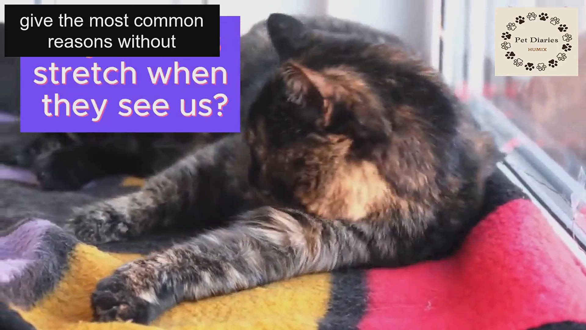 Video thumbnail for Cat Behavior - Why Cats Stretch Around You