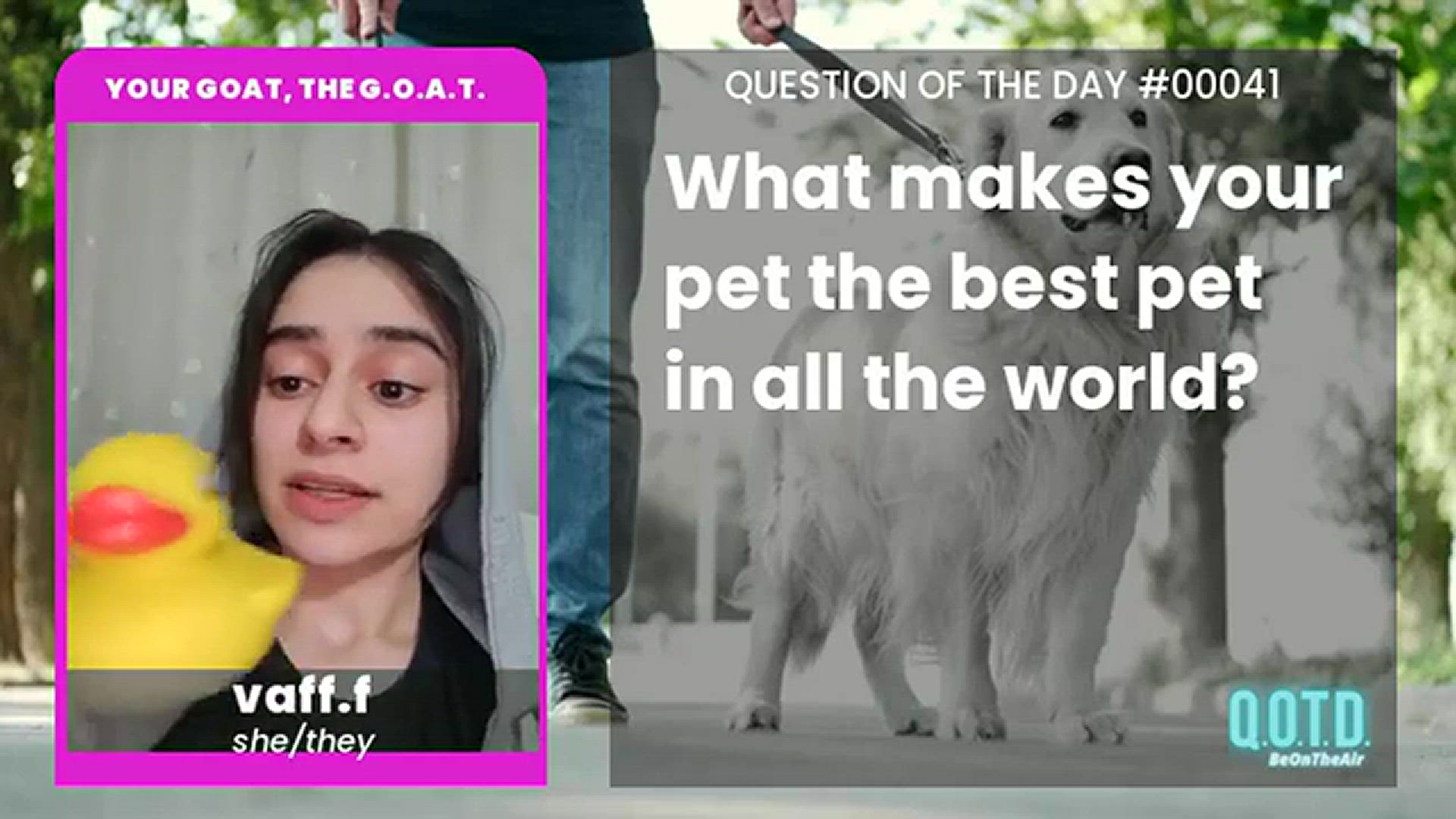 Video thumbnail for Vaff's pet is cute... and trouble-free!