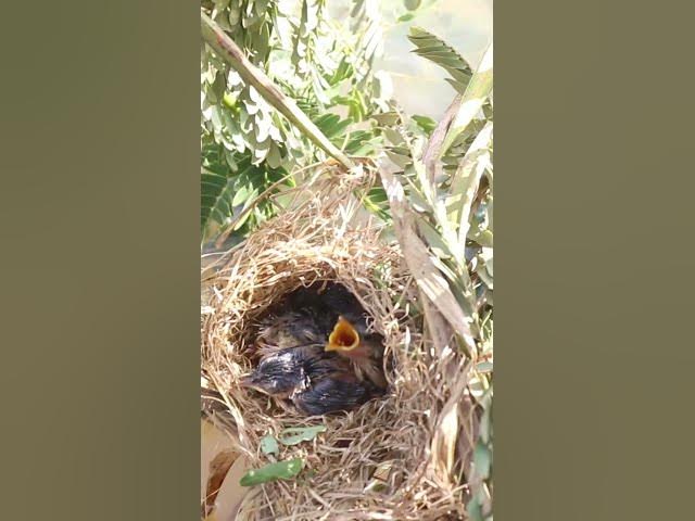 Video thumbnail for Babies Bird Cries Feed Eat (EP-99)  #birds #nature #birdfeeding #birdwatching