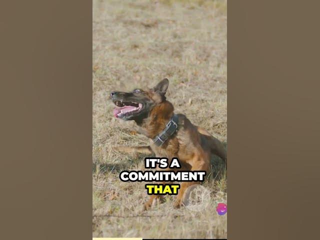 Video thumbnail for The World of Paws German Shepherds