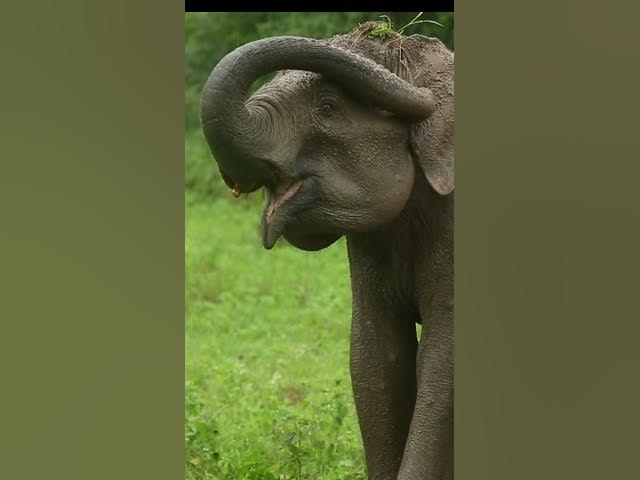 Video thumbnail for Asian Elephant #shorts
