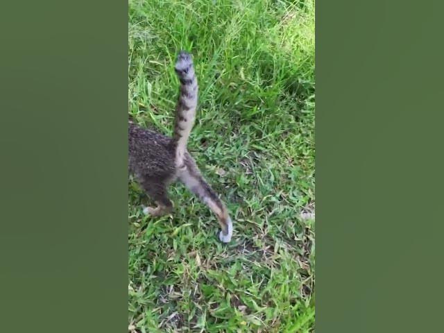 'Video thumbnail for All baby cat Play on grass  #cat #shortcat #catchcatch #bitcat  #animals #cute #catlover  #cutecat'