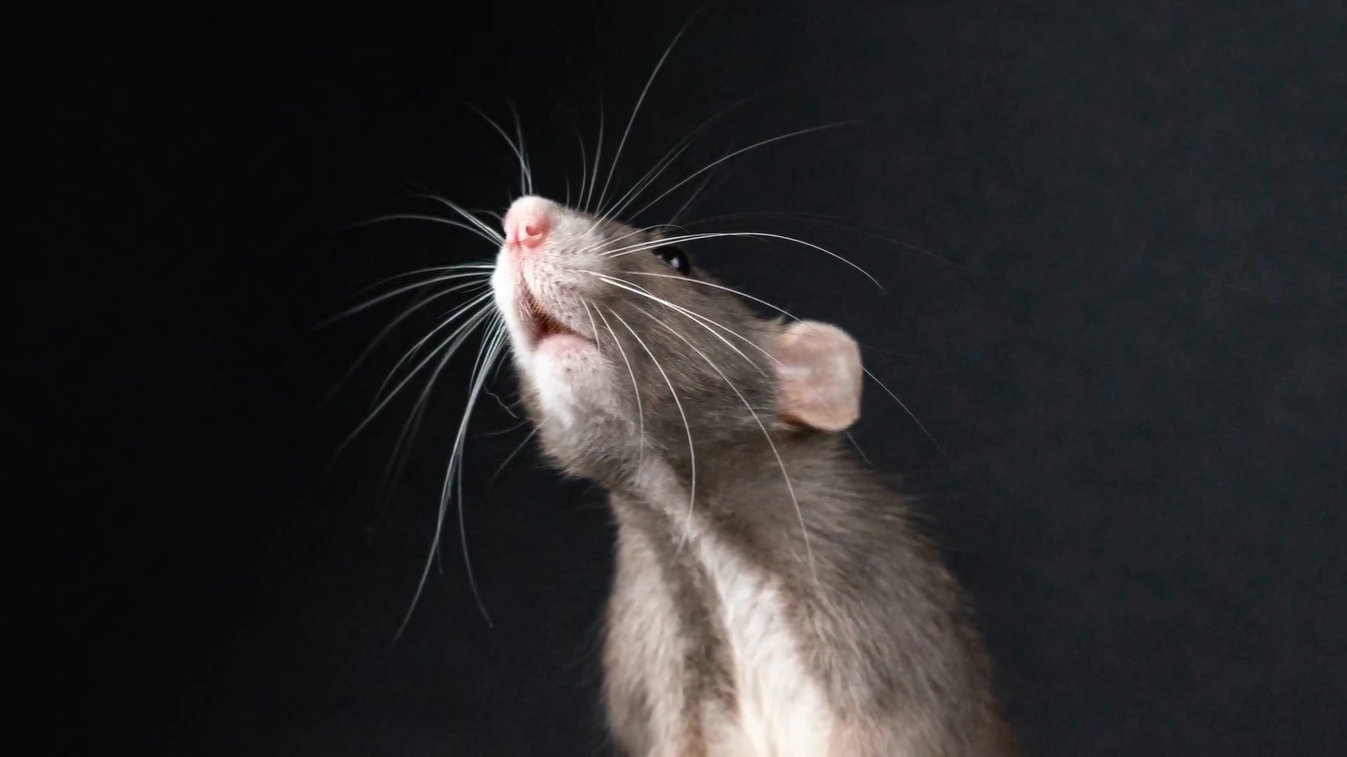 Video thumbnail for Rat-Repelling Scents: Natural Ways to Keep Pests Away