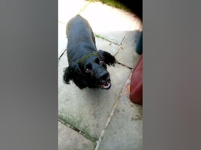 Video thumbnail for Boris the Cocker singing happy birthday to his daughter