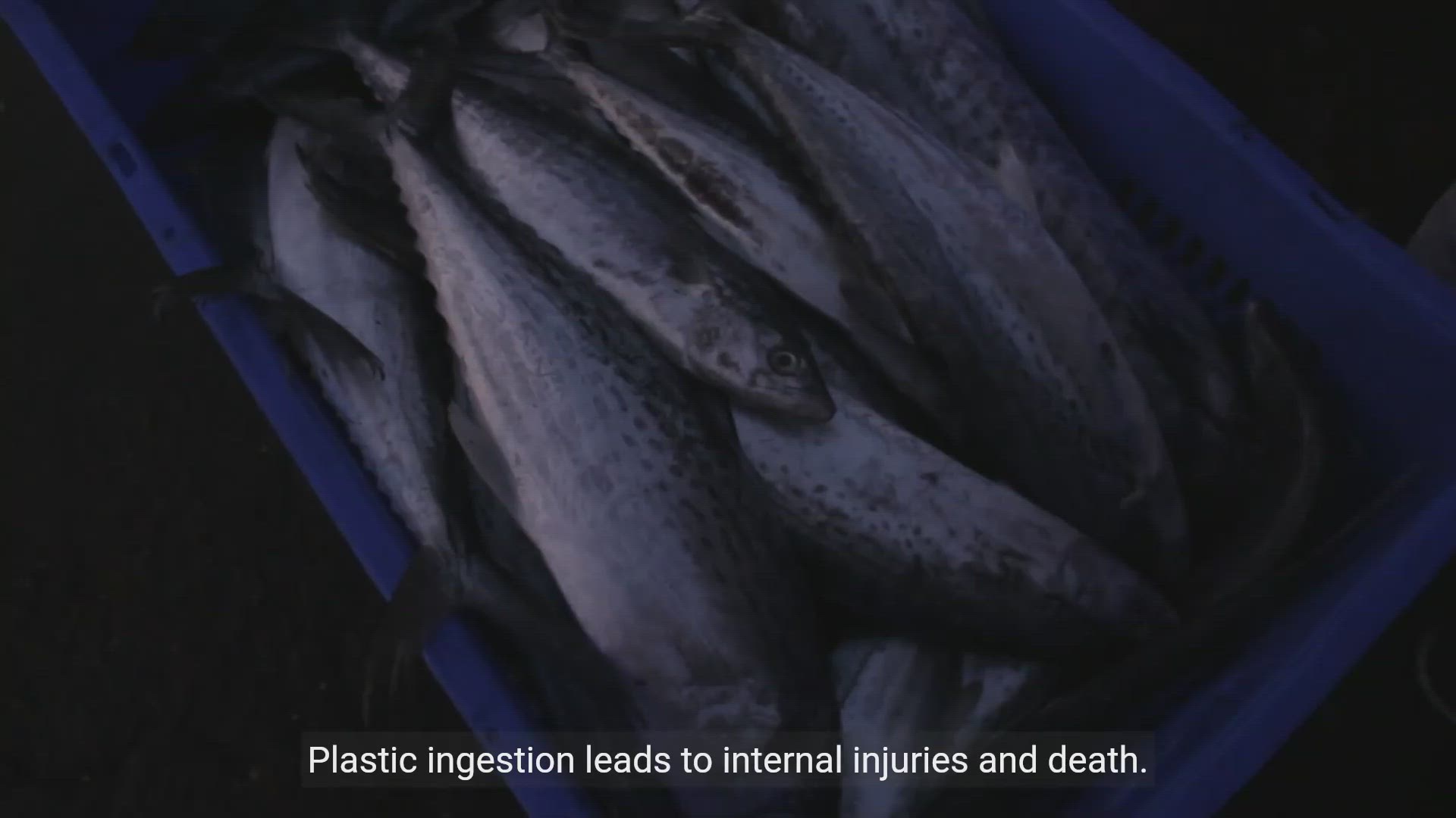 'Video thumbnail for Plastic Killing Animals - The Devastating Impact of Plastic'