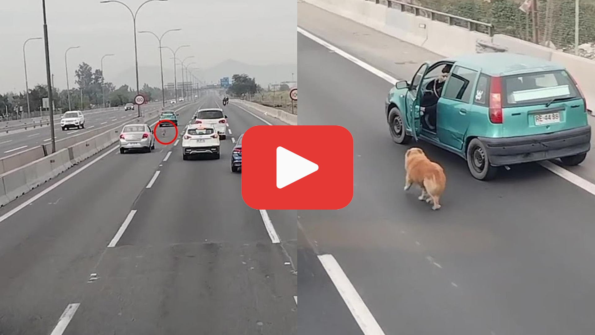 'Video thumbnail for A Desperate Dog and Fearless Drivers—A Rescue Against the Odds'