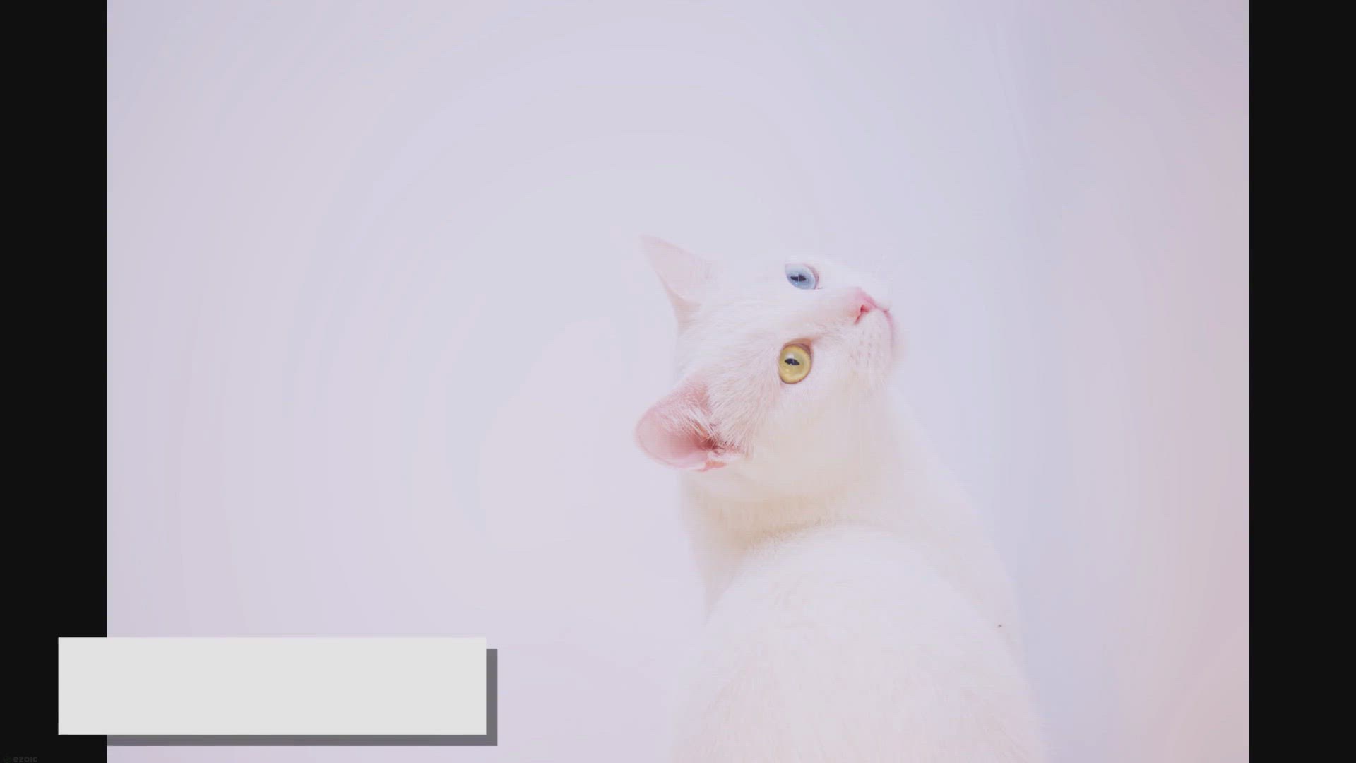 Video thumbnail for Ragdoll Eye Colors: The Fascinating Truth Revealed!