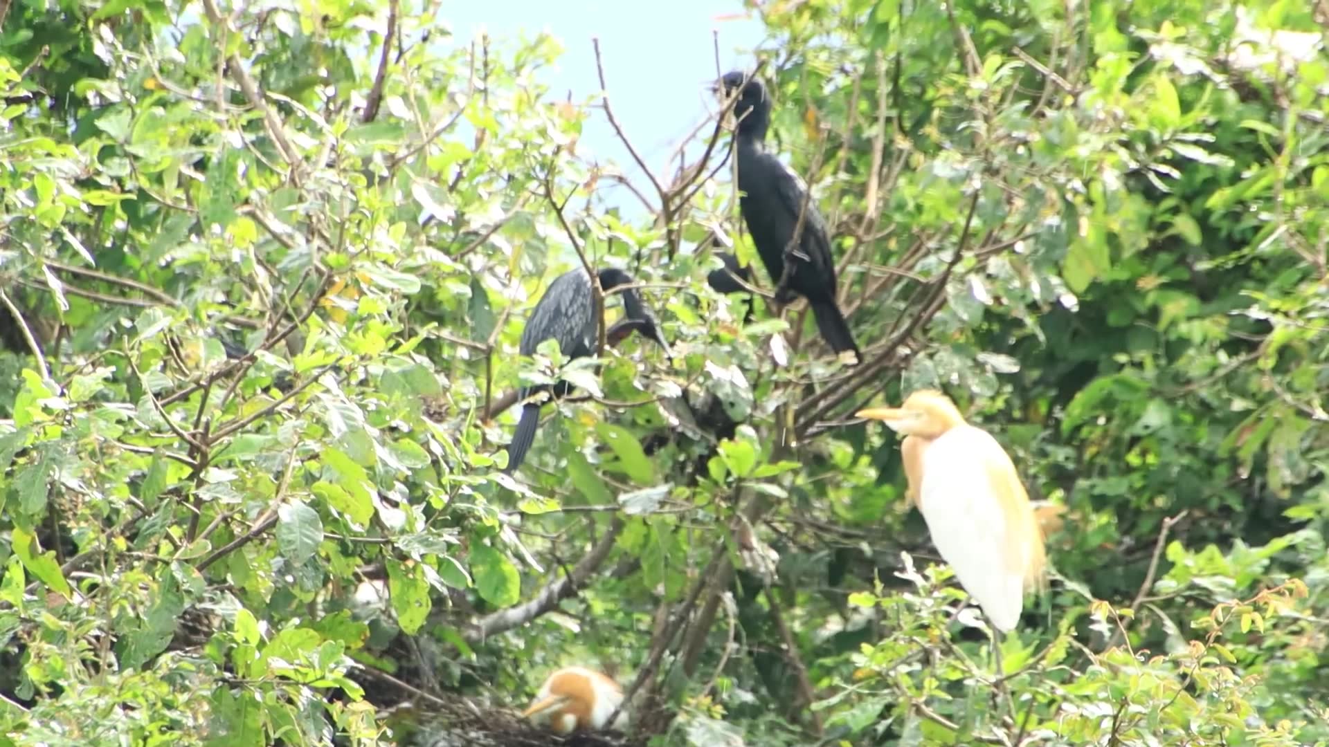 Video thumbnail for Bird cries on nes , Wild bird on nest