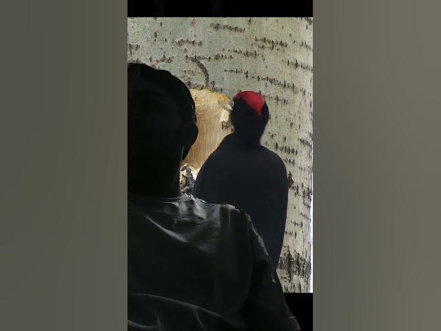 Video thumbnail for birds animals nature birdwatching wildlife apple funny comedy humor memes