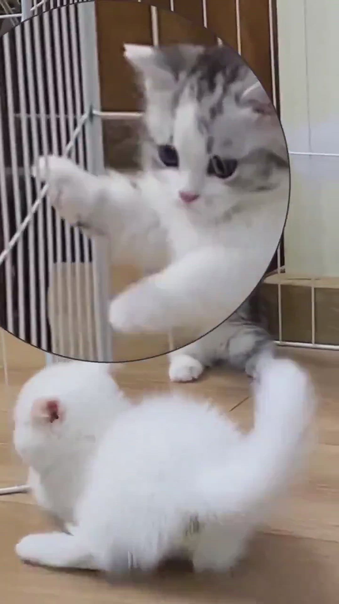 Video thumbnail for Playing with cats is a blast