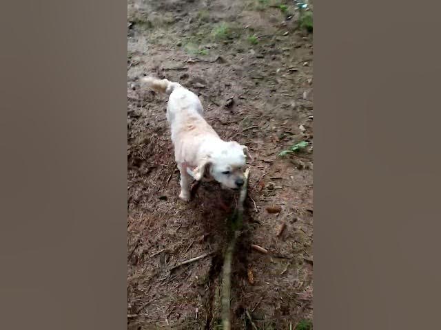 Video thumbnail for Cassie the Cavapoo woofs at the gang