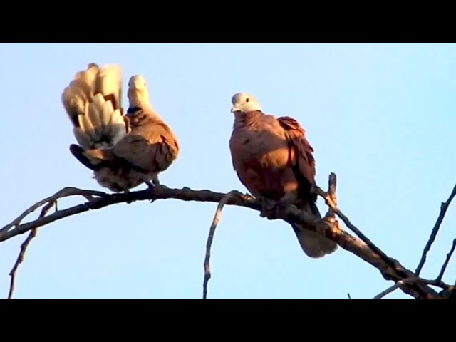 Video thumbnail for Wow haunsome wild dove in forest