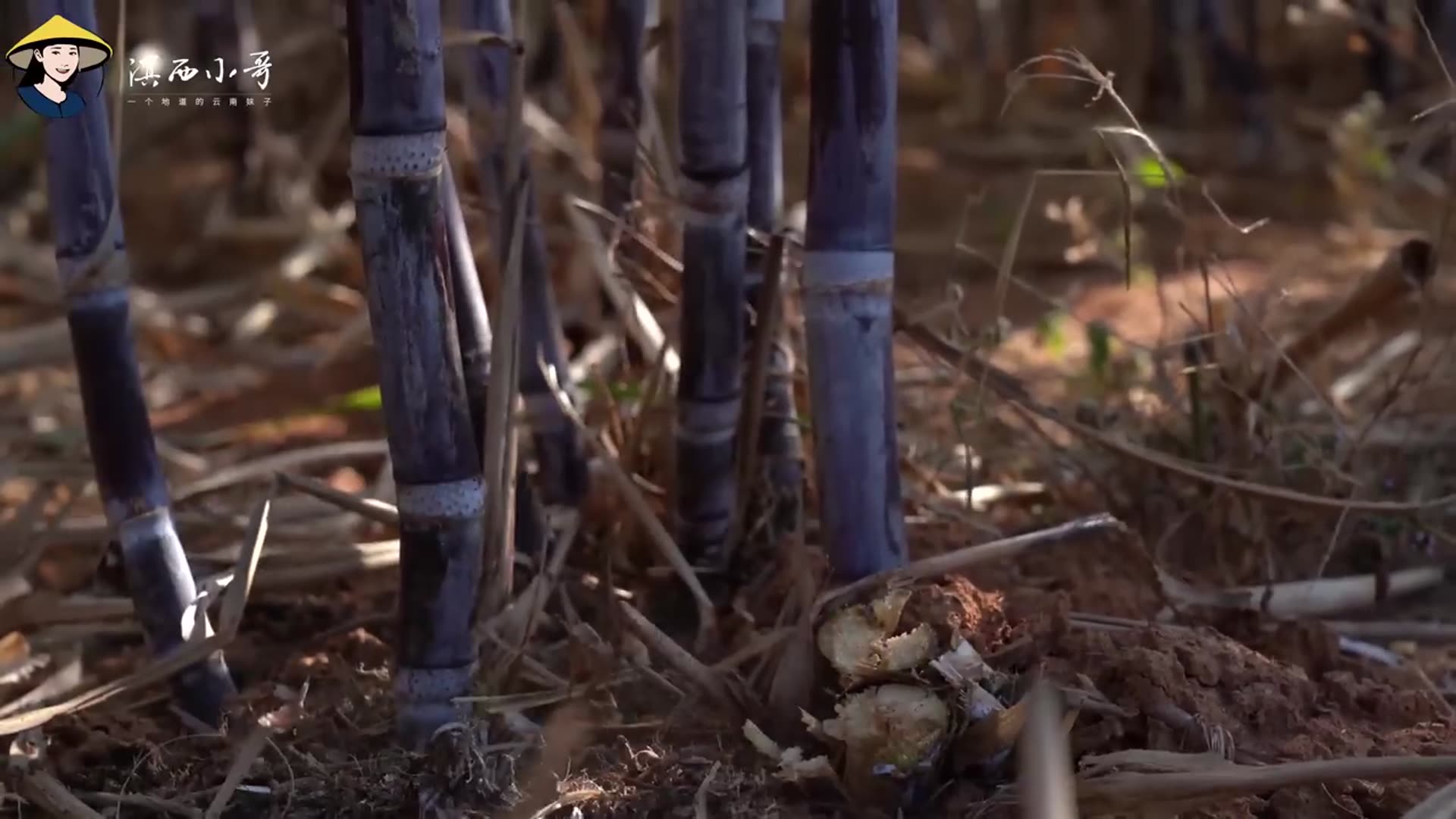 Video thumbnail for 砍2000多斤甘蔗,熬了100多斤甘蔗原汁红糖,一家人忙了2天【滇西小哥】 (720p 25fps)