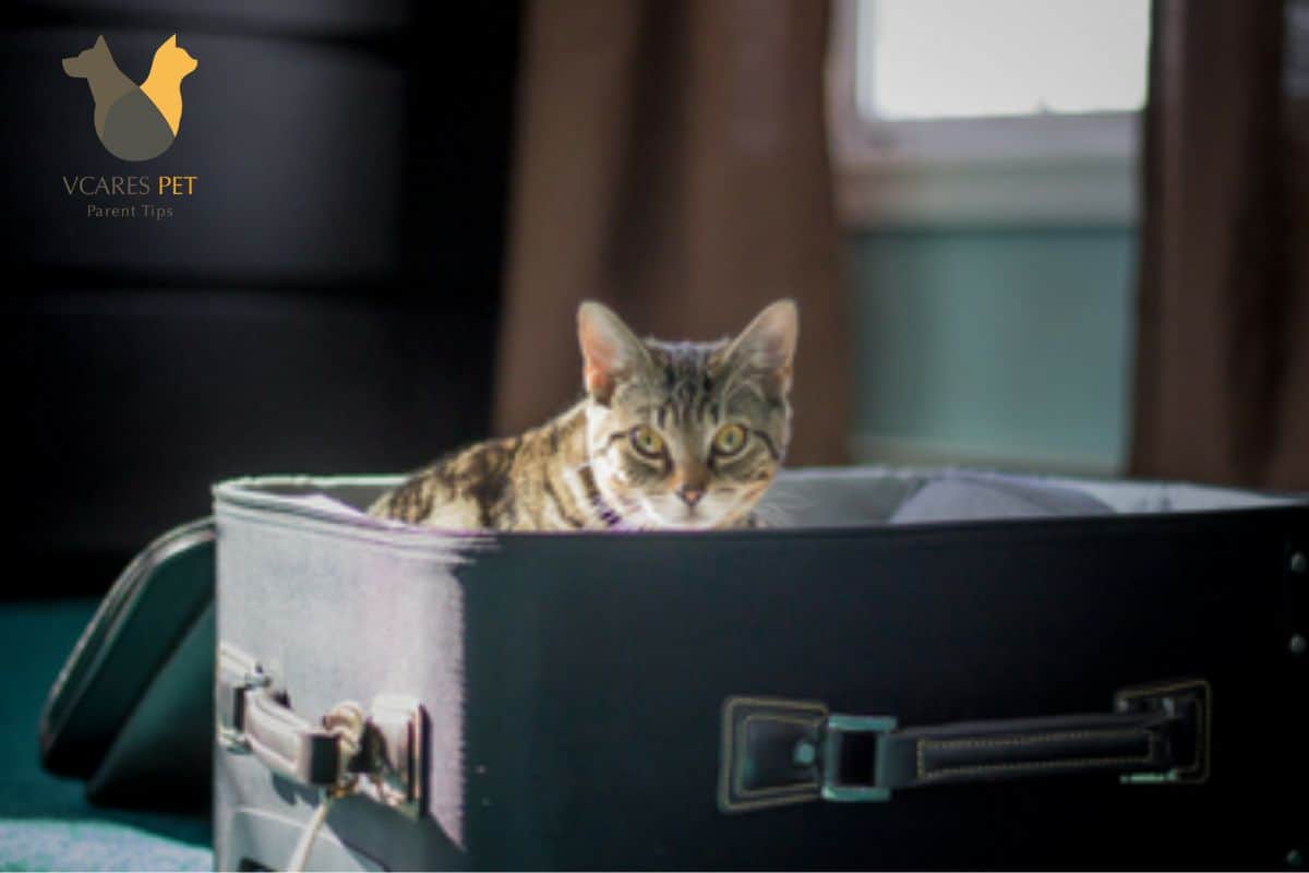 Video thumbnail for How to Move Cats Without Stress?