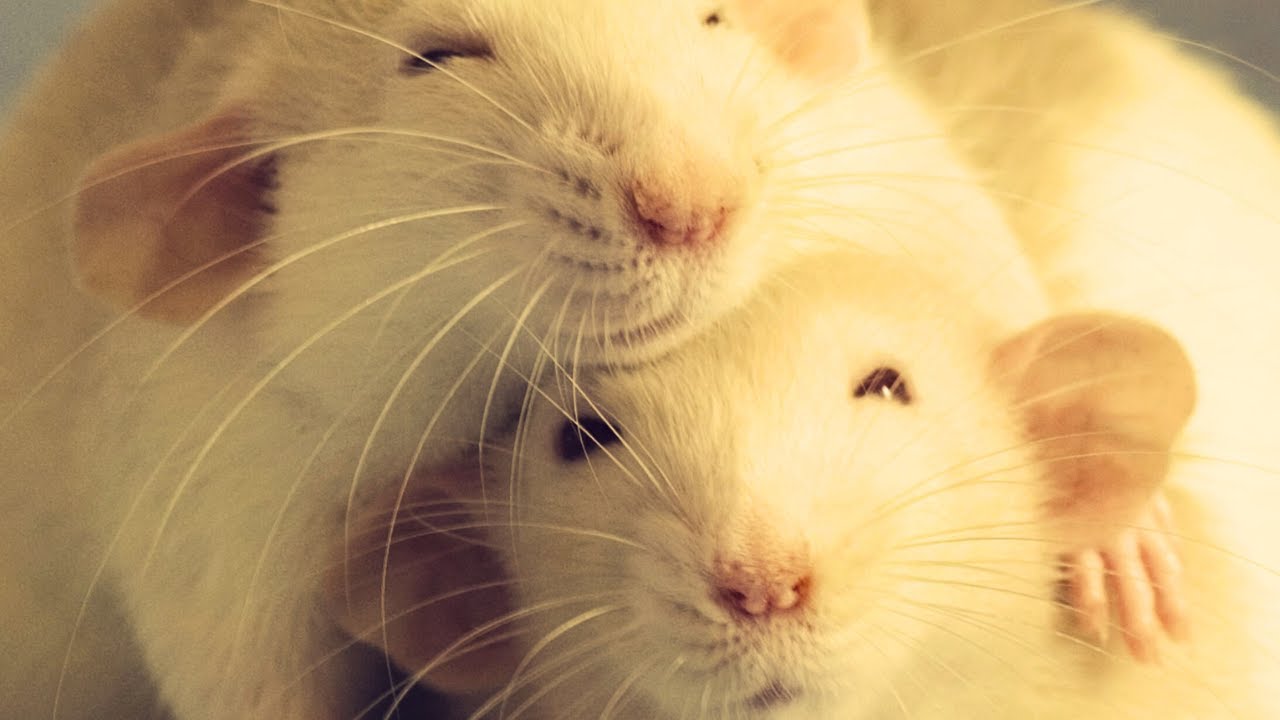 Video thumbnail for 🐀 Signs To Look out for That Show Your Rat is HAPPY! 🐀