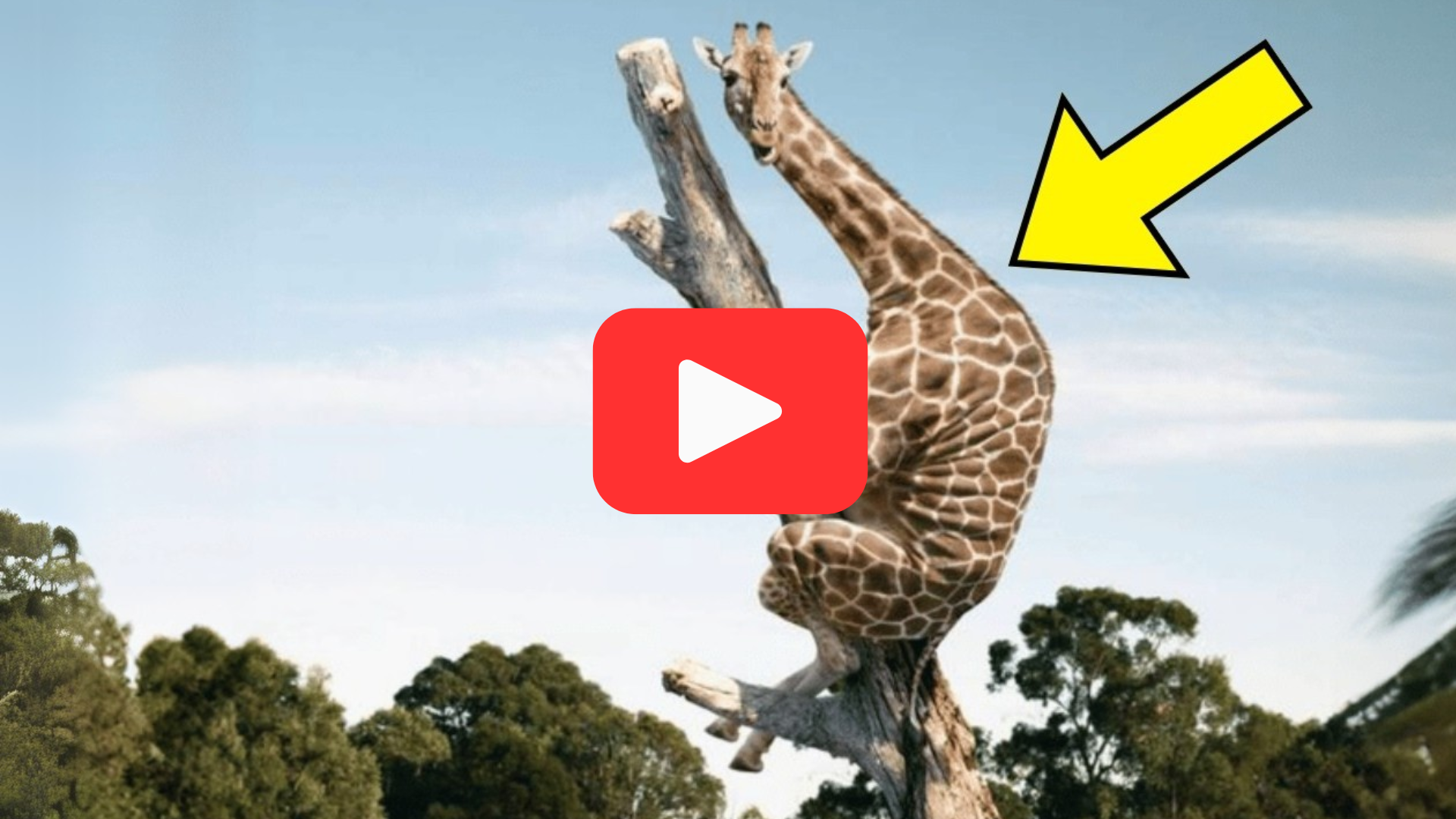 'Video thumbnail for Strange Giraffe Behavior at a Tree—Rangers’ Discovery Was Bone-Chilling'