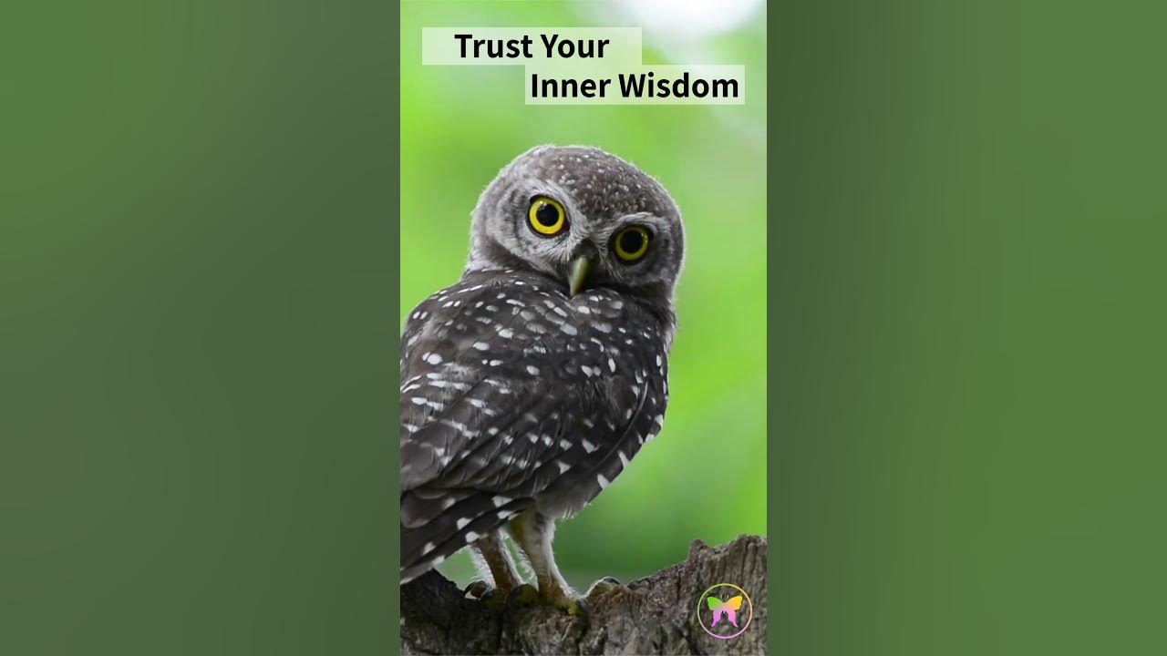 Video thumbnail for Spotted Owl  Message