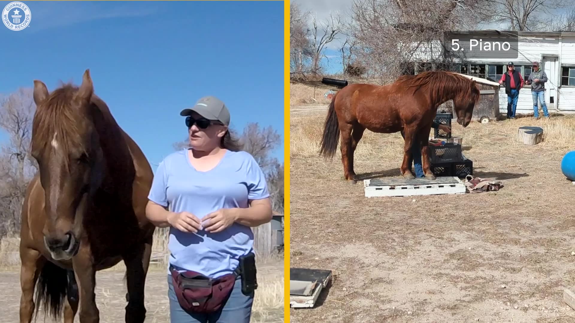 'Video thumbnail for Most tricks by a horse in three minutes'