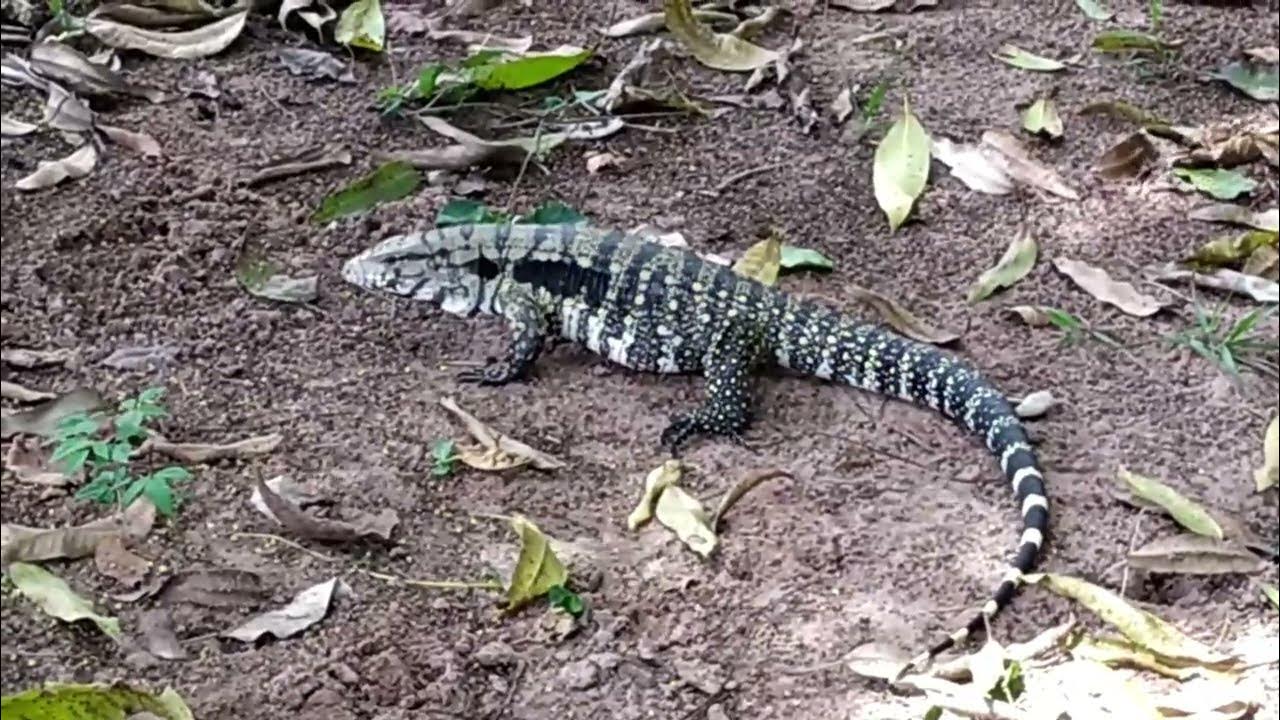 'Video thumbnail for Lagarto assustador apareceu na chácara'