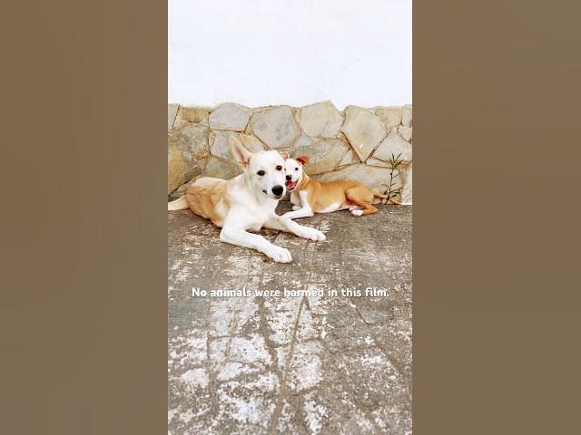 Video thumbnail for Bella 💛& Rockruff 🤎 #jesus #family #rescuedogs #rescuepuppy #rescuepups #puppyplaytime #puppies