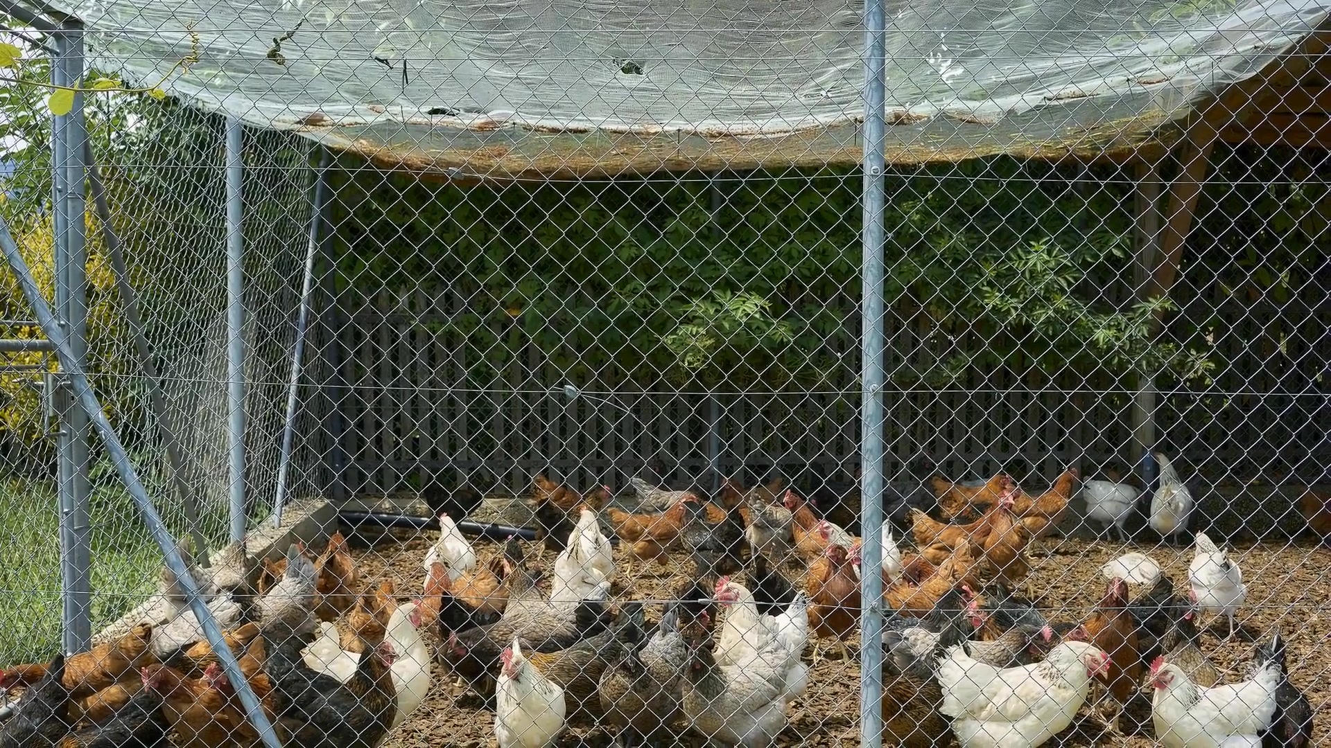 Video thumbnail for How to Keep Hawks Away From Your Property