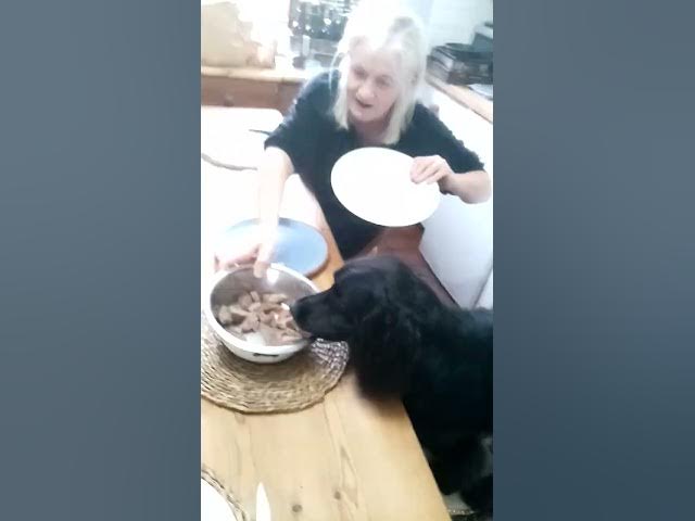 Video thumbnail for Nimrod the Cocker's birthday tea with the pack