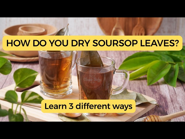Video thumbnail for How Do You Dry Soursop Leaves? (Answered in 1 Minute| 3 Ways Explained)