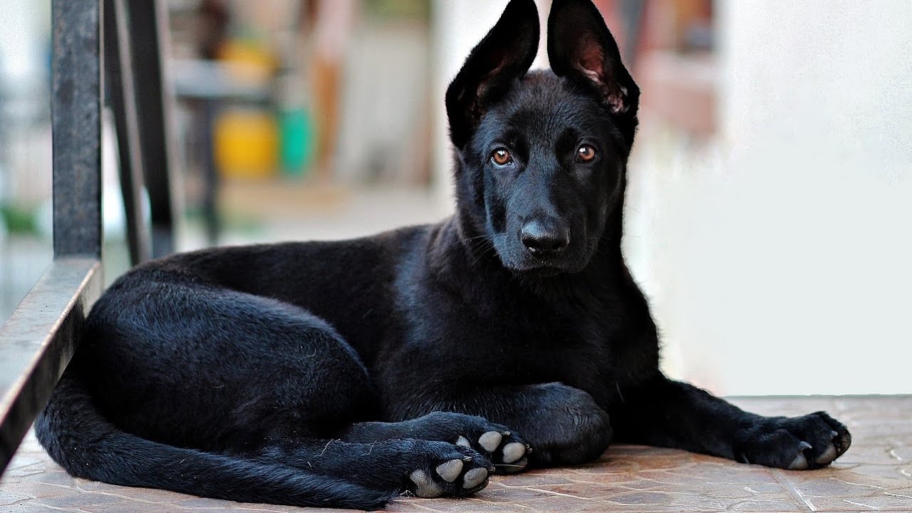 Deworming German Shepherds How Often