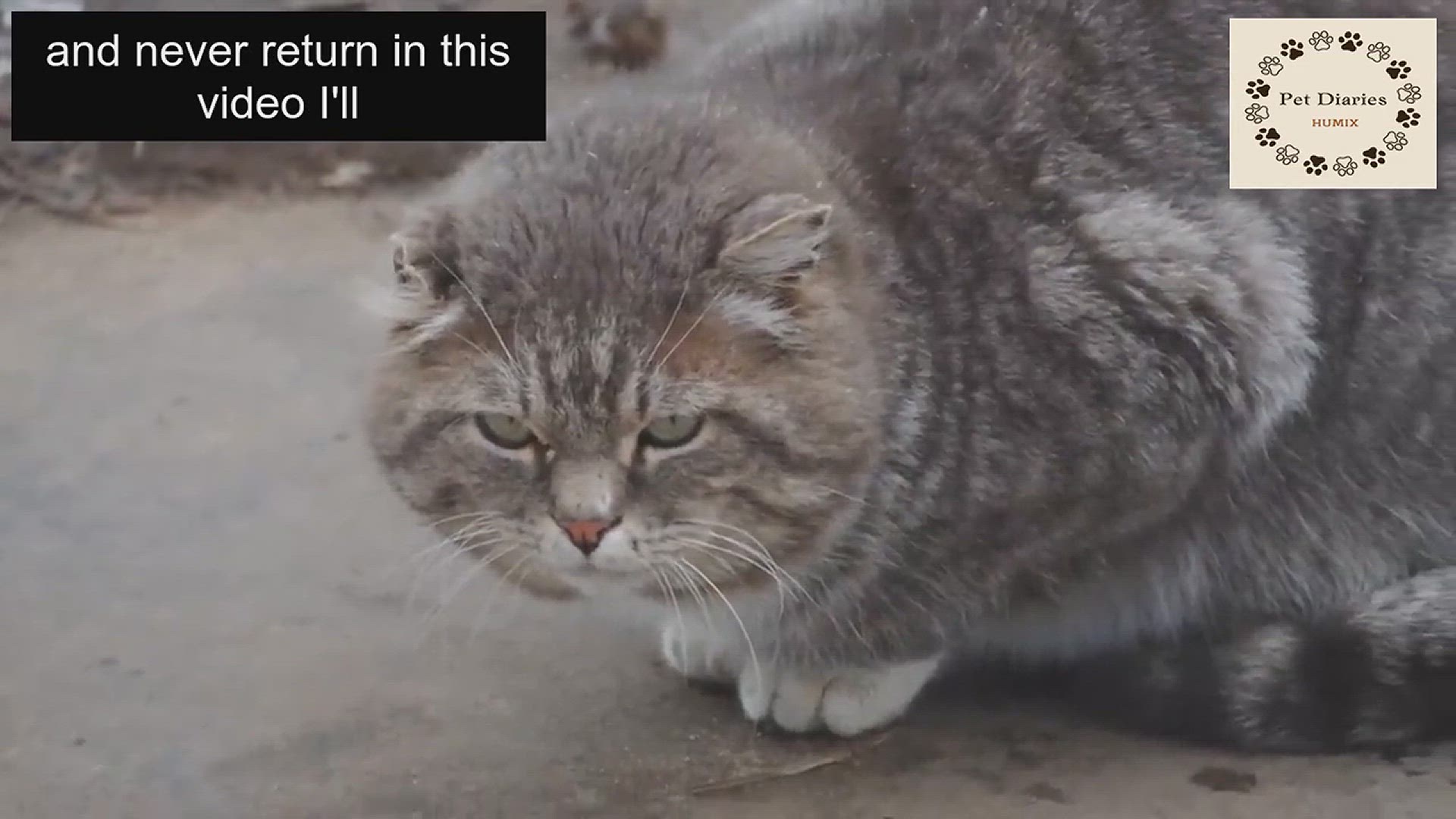 Video thumbnail for Stop Cats from Escaping Home