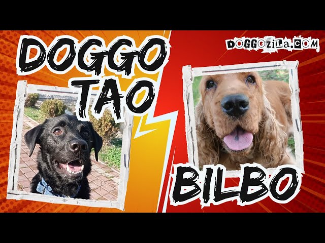 'Video thumbnail for Dog Wars! Tag o War! Dog Playtime!'