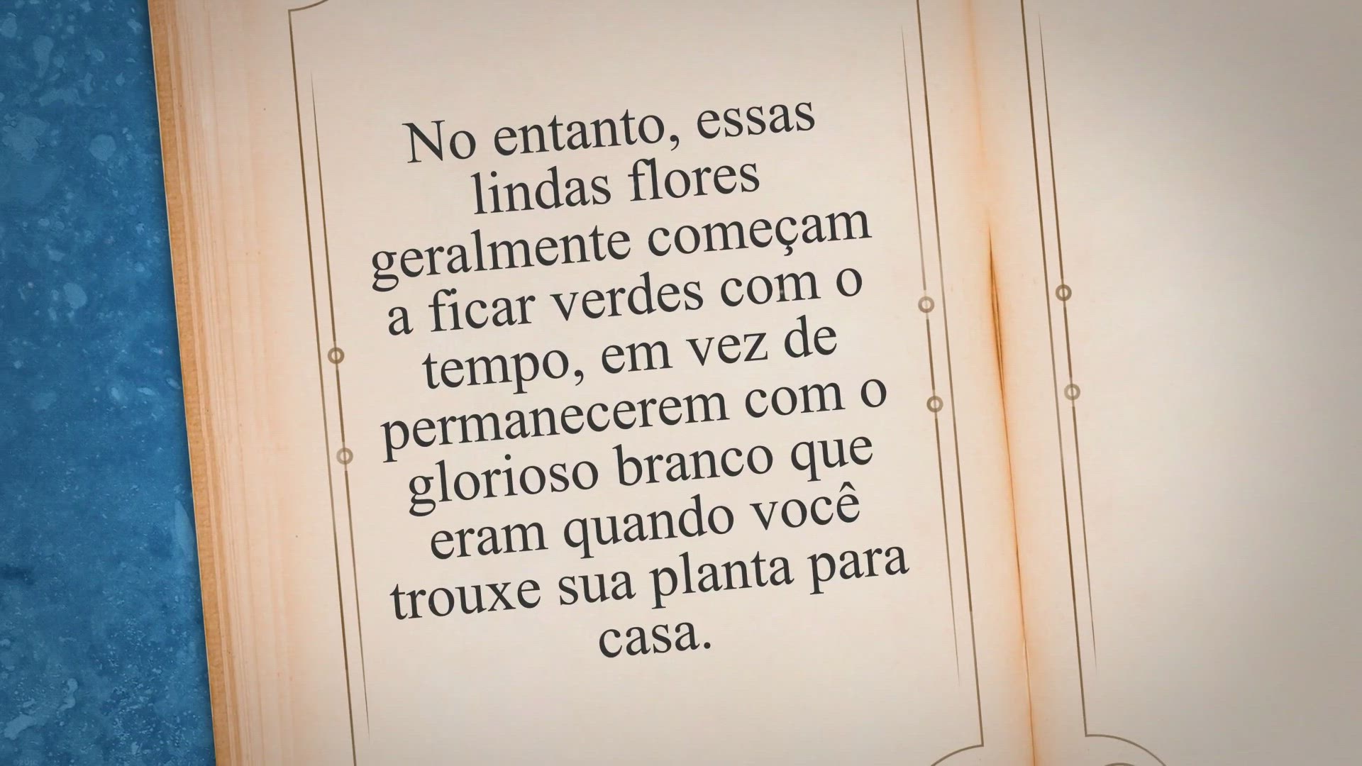 Video thumbnail for Por que as flores do meu lírio da paz estão ficando verdes?
