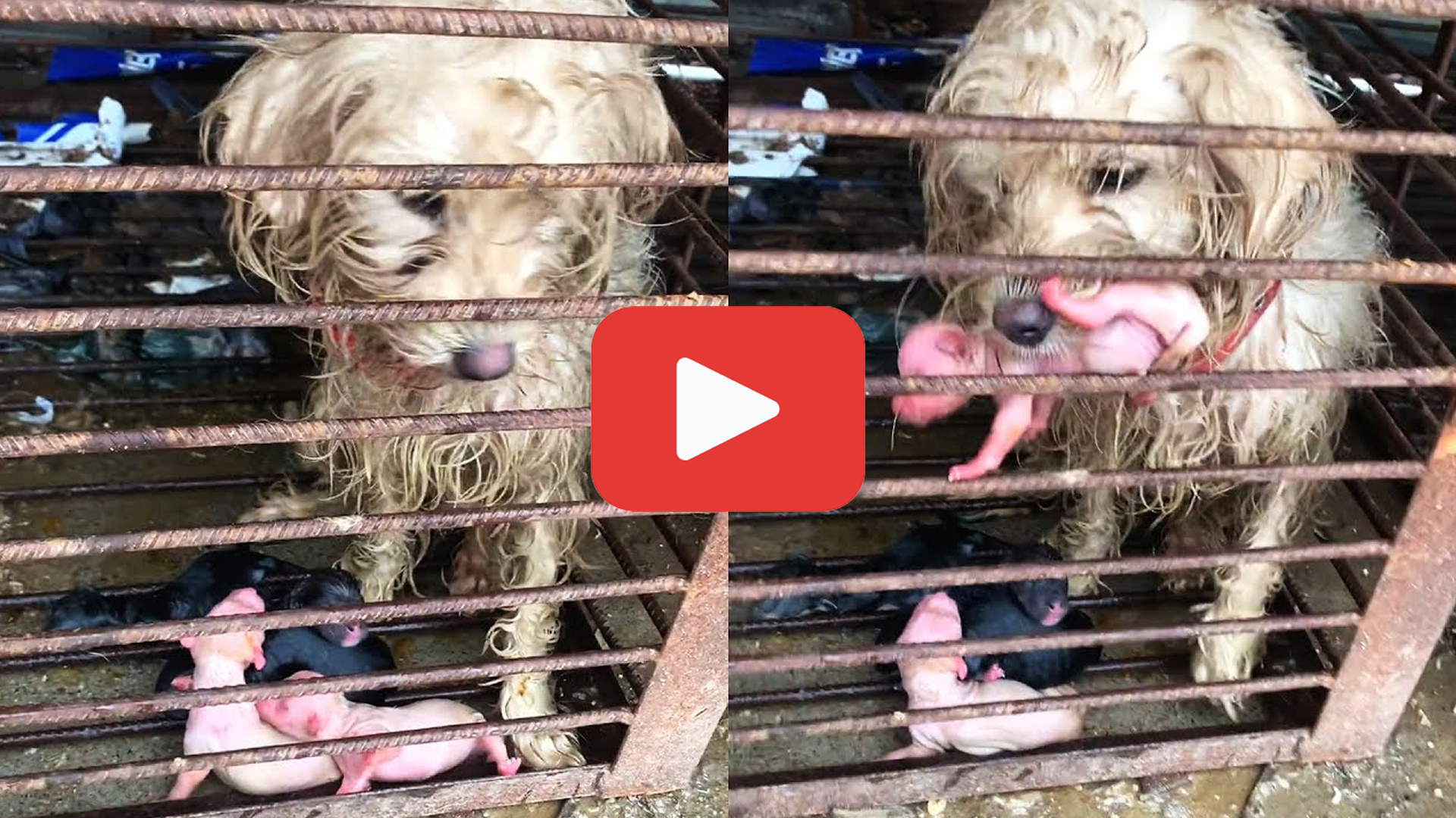'Video thumbnail for A Mother’s Sacrifice—Imprisoned Dog Pleads to Save Her Puppies'