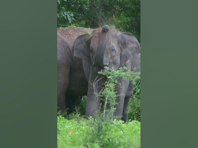Video thumbnail for Elephant #shorts