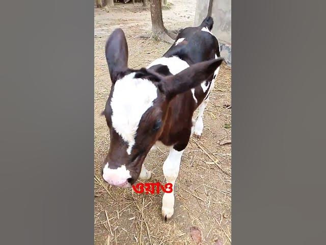 Video thumbnail for #shorts #ytshorts